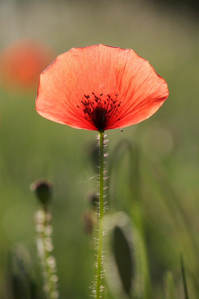 732A5250 - Version 2