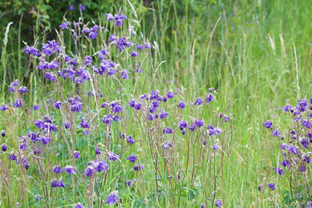 732A6129 - Version 2