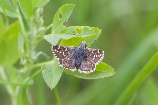 732A6207 - Version 2