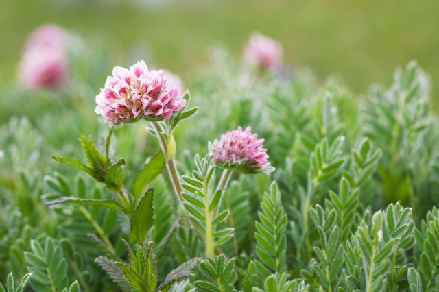 732A6250 - Version 2