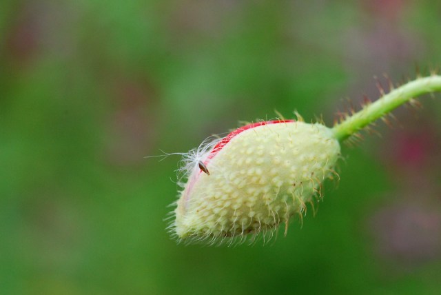 Graine sur un bouton de coquelicot