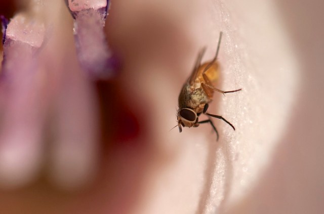 habitant-d-un-glaieul - Version 2