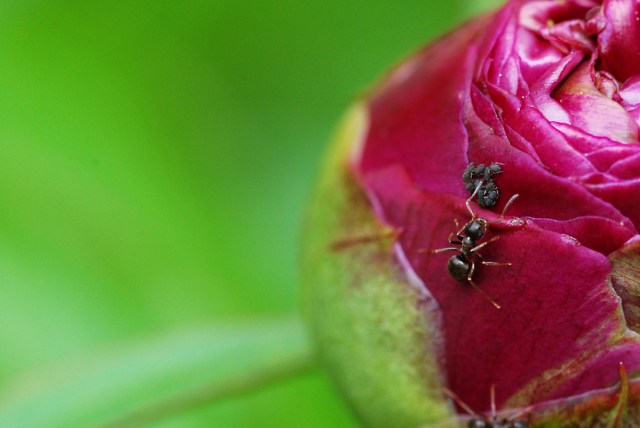Repas sur la pivoine