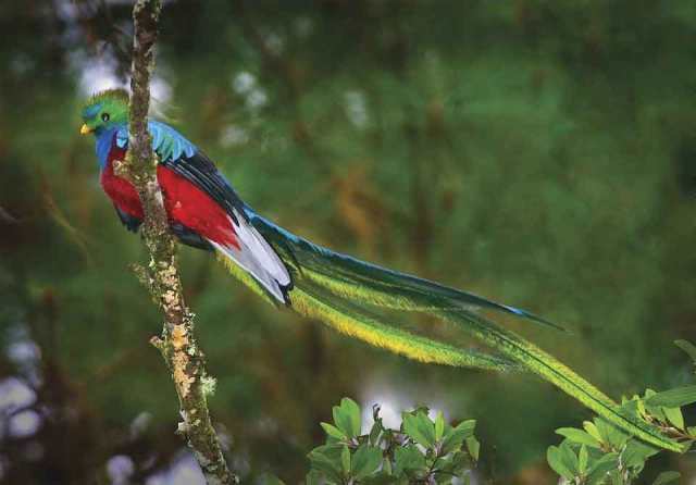 quetzal-2.jpg