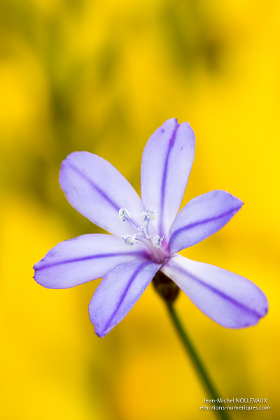 Aphyllanthe de Montpellier