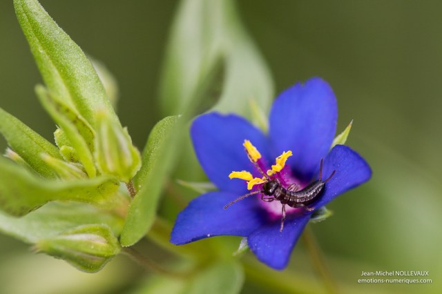 mouron bleuGraines de salsifis