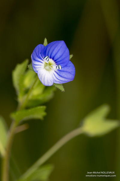 véronique de PerseGraines de salsifis