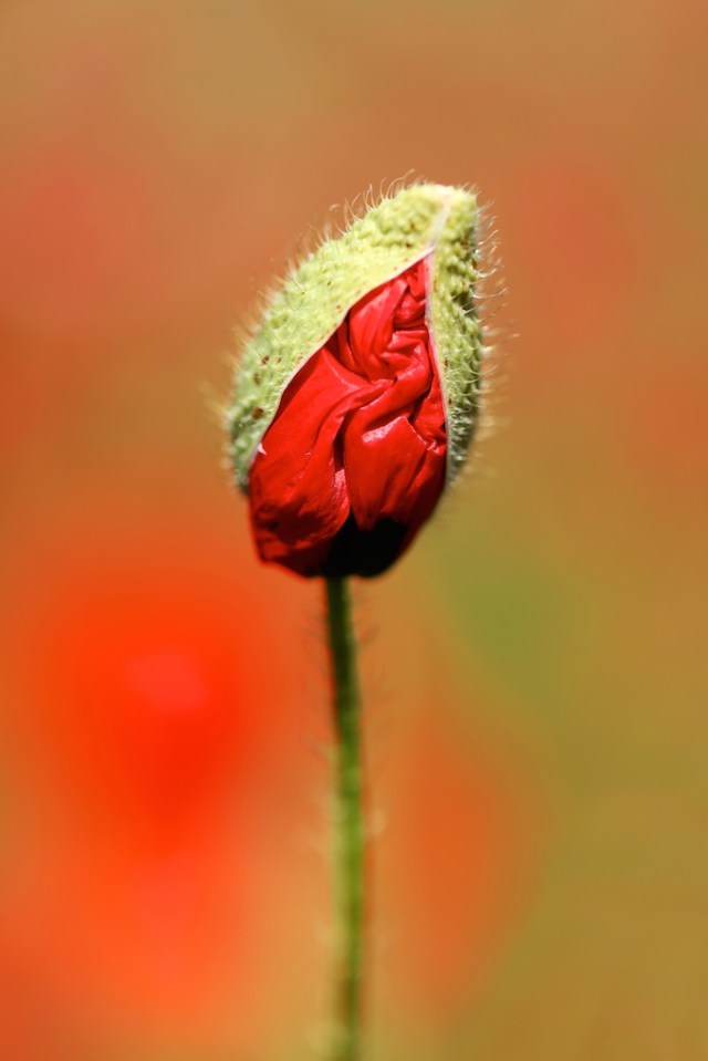 CL1A0597 - Version 2.jpg