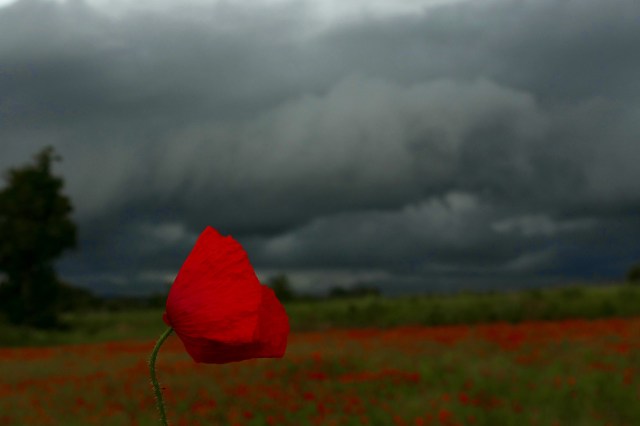 P1420369 2 copie.jpg