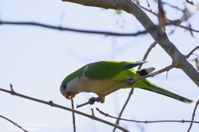 conure-04.jpg