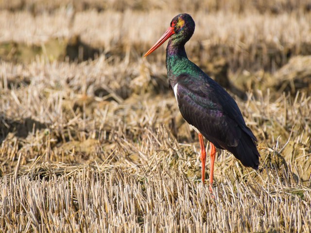 DSC_1979-rLaurence-Jacques-WEB