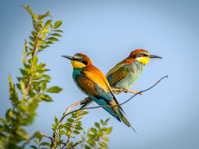 guepiers-chouchi-Jacques-WEB