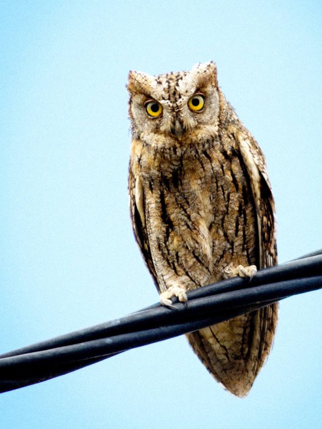 Petit_Duc_Mailhac_Seb-Jacques-WEB