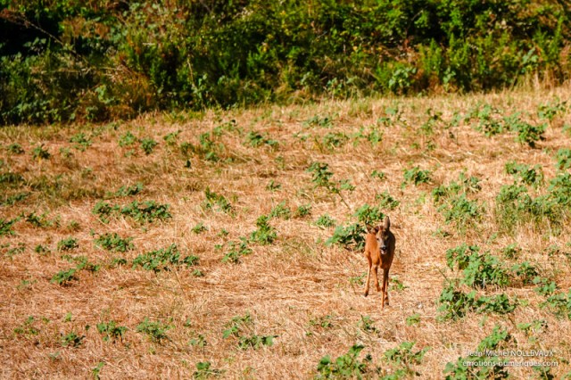 Chevreuil-2