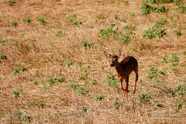 Chevreuil-4