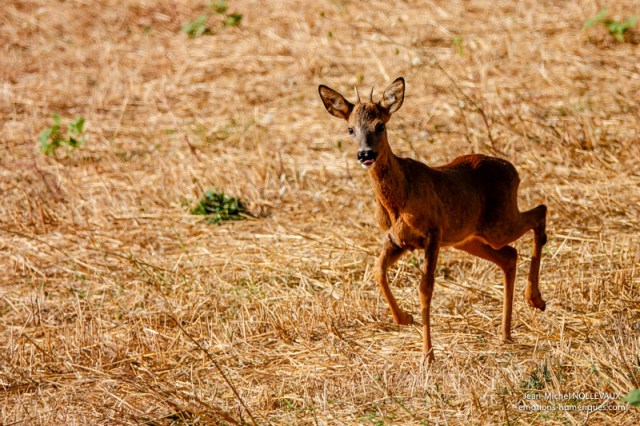 Chevreuil-6