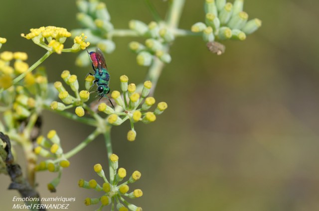 Chrysis rutilans2_DxO