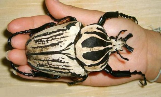 18-goliath-beetle-tn1-580xh.jpg