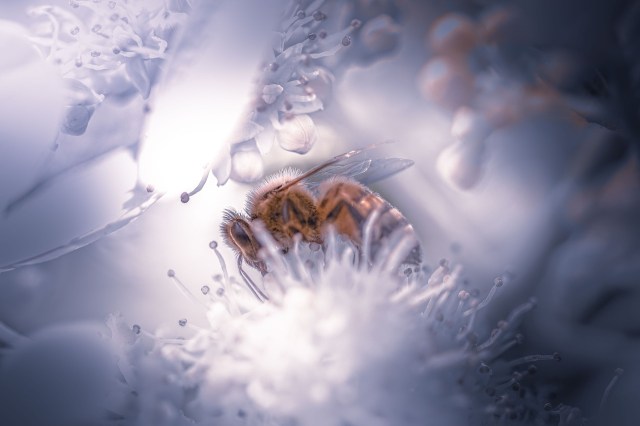 abeille-17.jpg