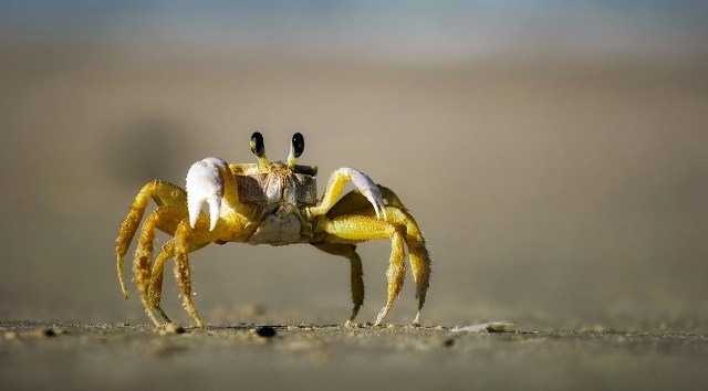crabe-de-sable.jpg