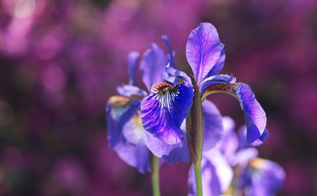 fleur-3-iris.jpg