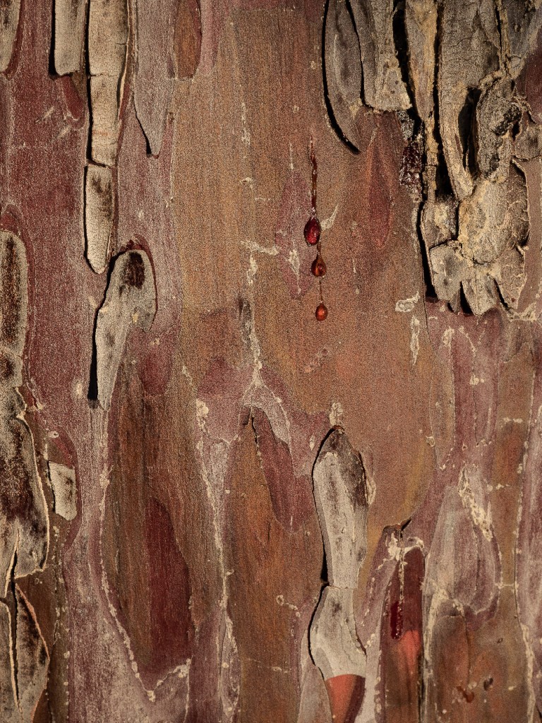 Ecorce de cyprès d'Arizona