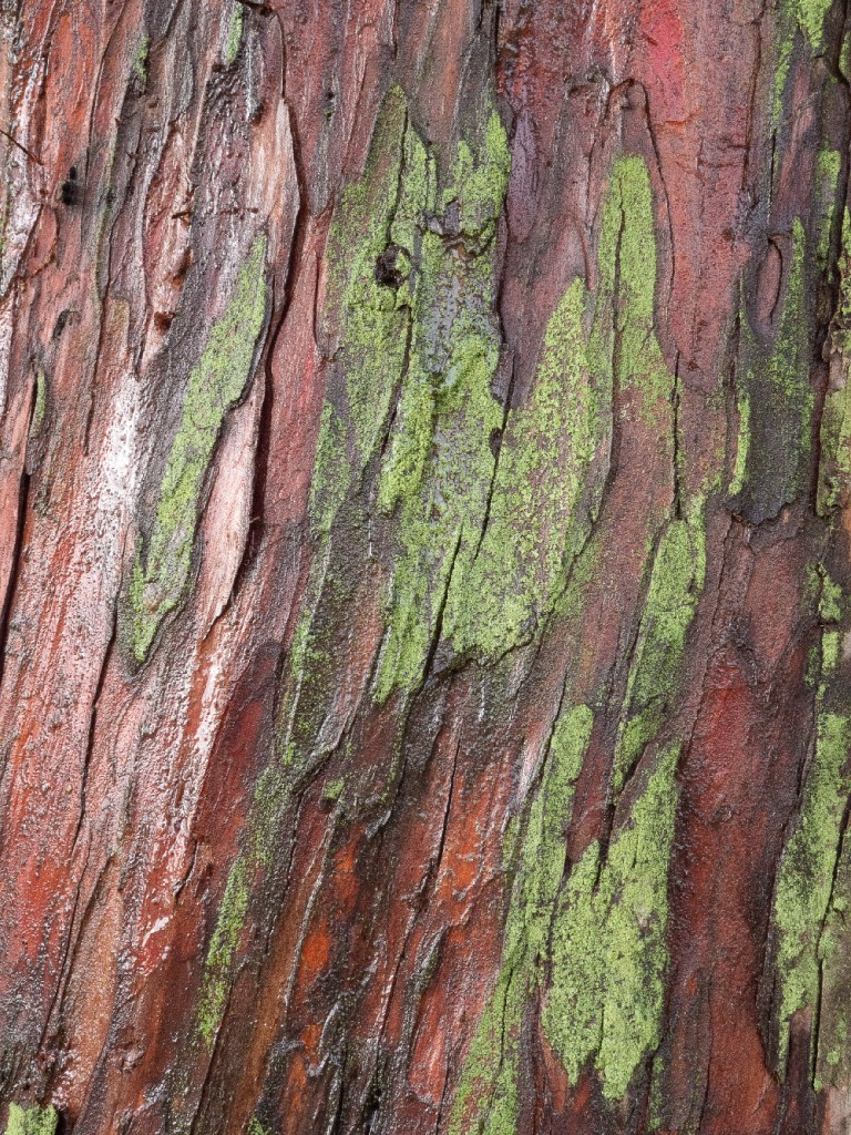 Ecorce d'if après la pluie