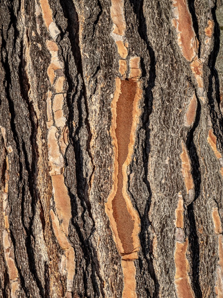 Écorce de pin parasol