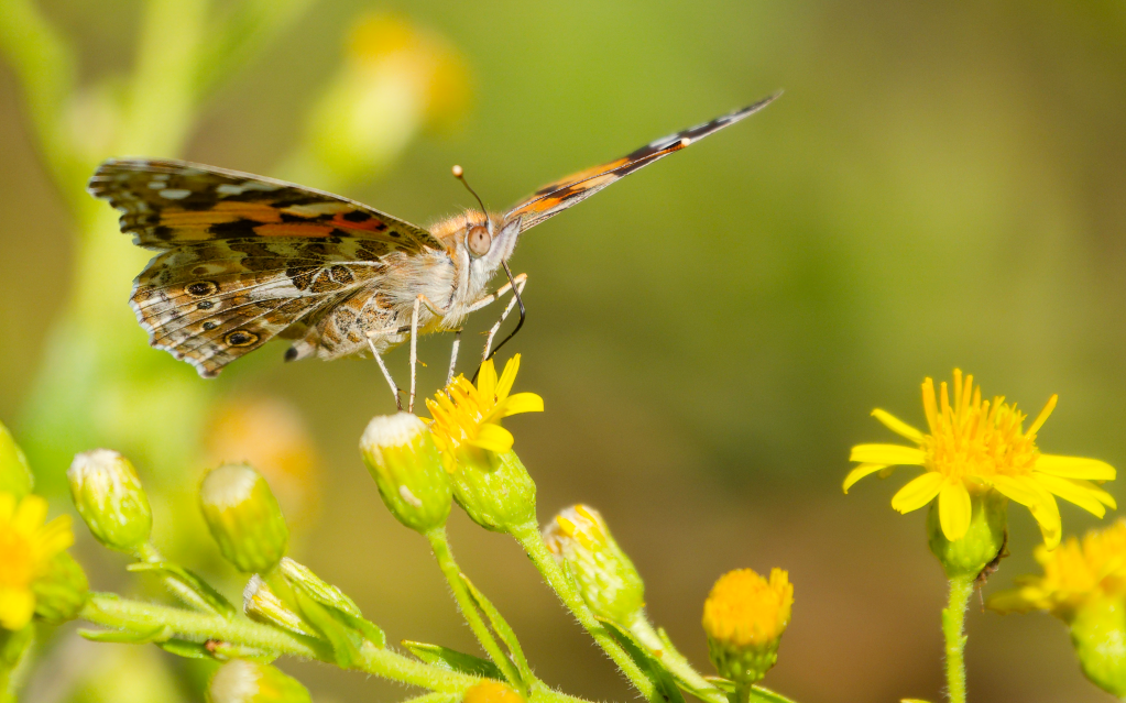 Un papillon sur des fleurs jaunes, avec des ailes ornées de motifs colorés.