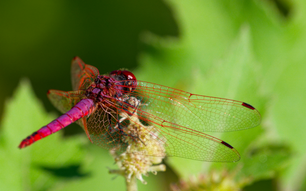 Une libellule rouge se repose sur une fleur verte, avec des ailes délicates et translucides.
