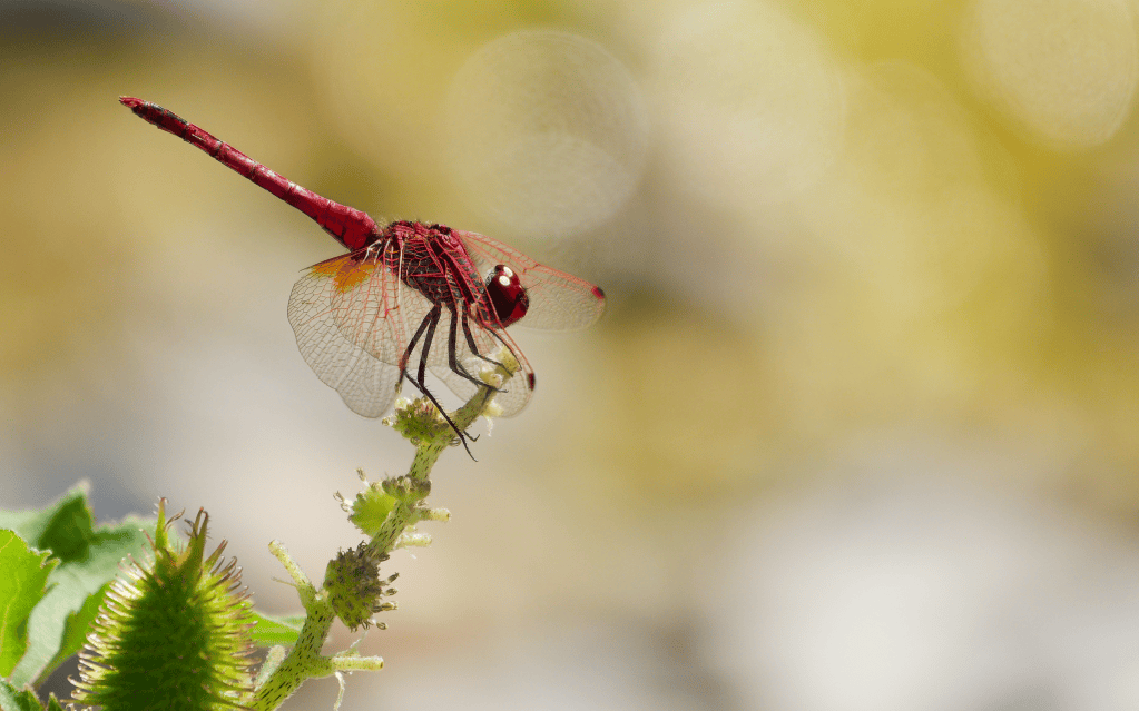 Une libellule rouge posée sur une tige verte, avec un fond flou doré.