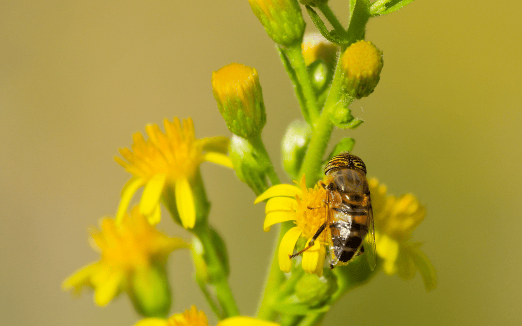 Une abeille sur une fleur jaune, avec un fond flou